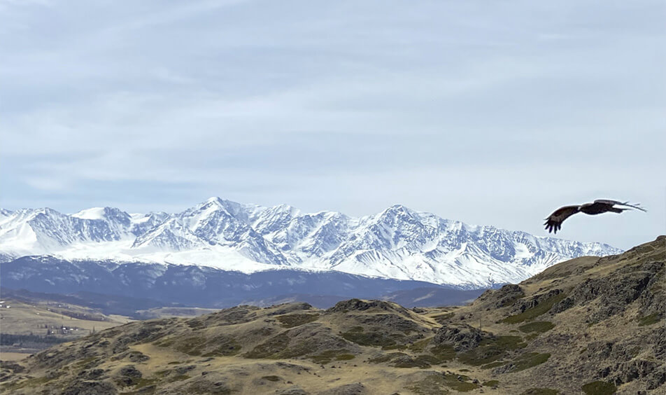 North Chuysky ridge in Siberia. Eagle and mountains.